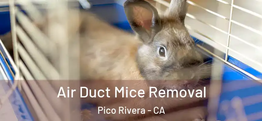 Air Duct Mice Removal Pico Rivera - CA